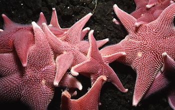 Seastars